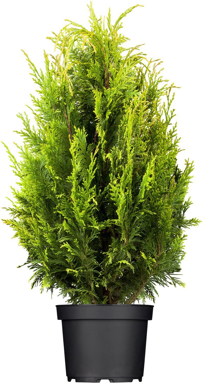 Smaragd Lebensbaum Thuja occidentalis Smaragd 80 cm C3-3 Liter 