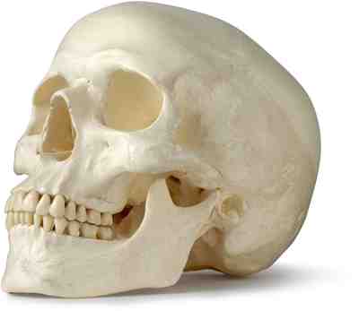 1:1 Totenkopf Totenschädel Harz Skull Schädel Halloween Party Gotisch Dekofigur 